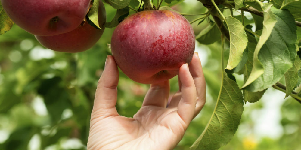 Best Board Member Behavior: 15 Common Sense Pieces of Low Hanging Fruit